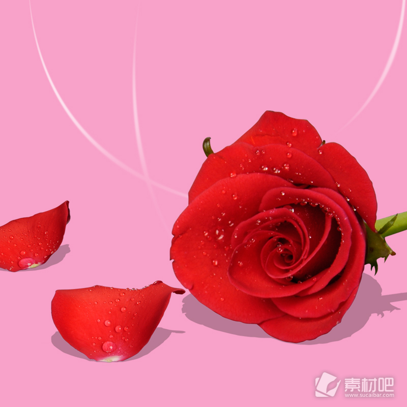 情人节红色玫瑰花朵和花瓣装饰元素