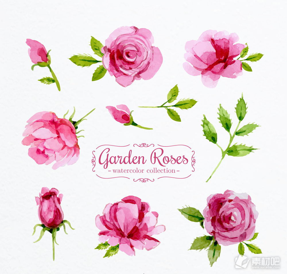 8款水彩绘粉色花园玫瑰花矢量素材