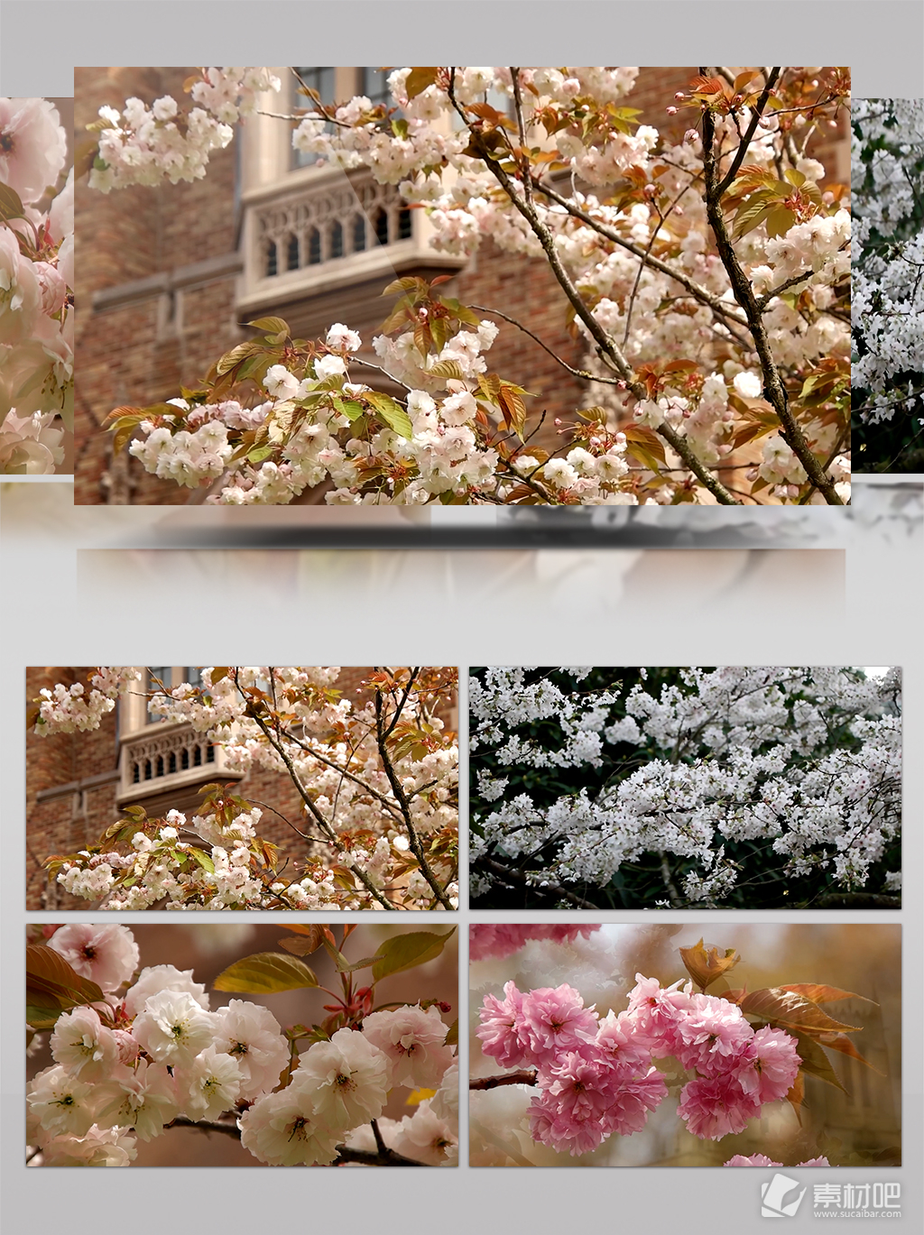 华盛顿大学春季赏花唯美实拍