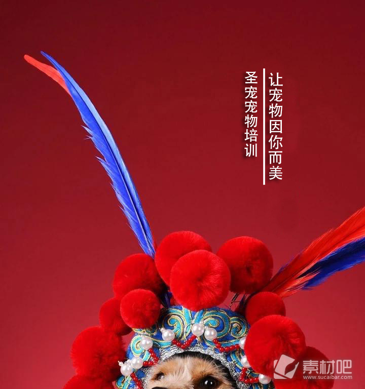 中国梦宠物梦海报