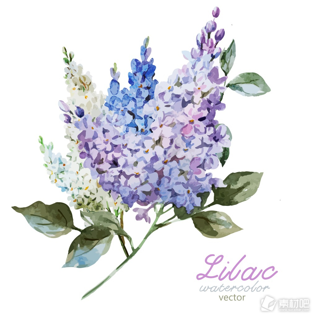 水彩绘紫色植物插画