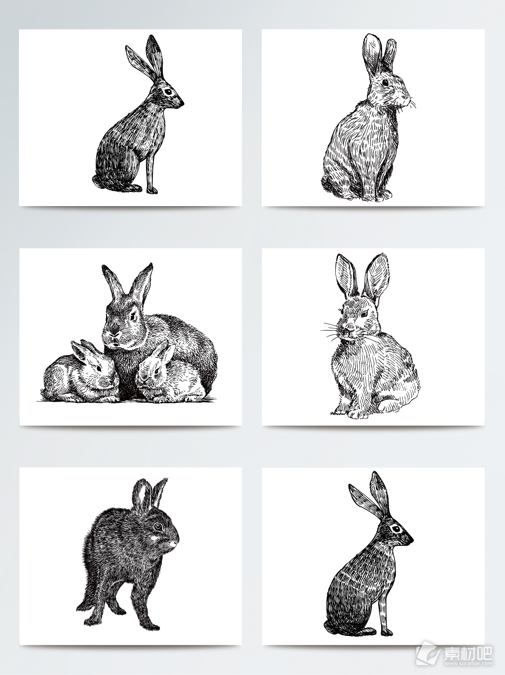 兔子手绘素描插画