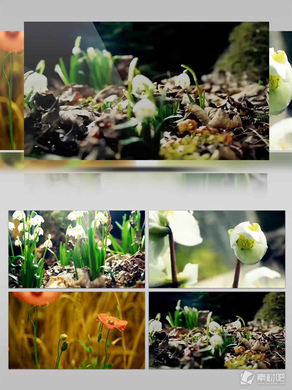 大自然植物生长实拍视频