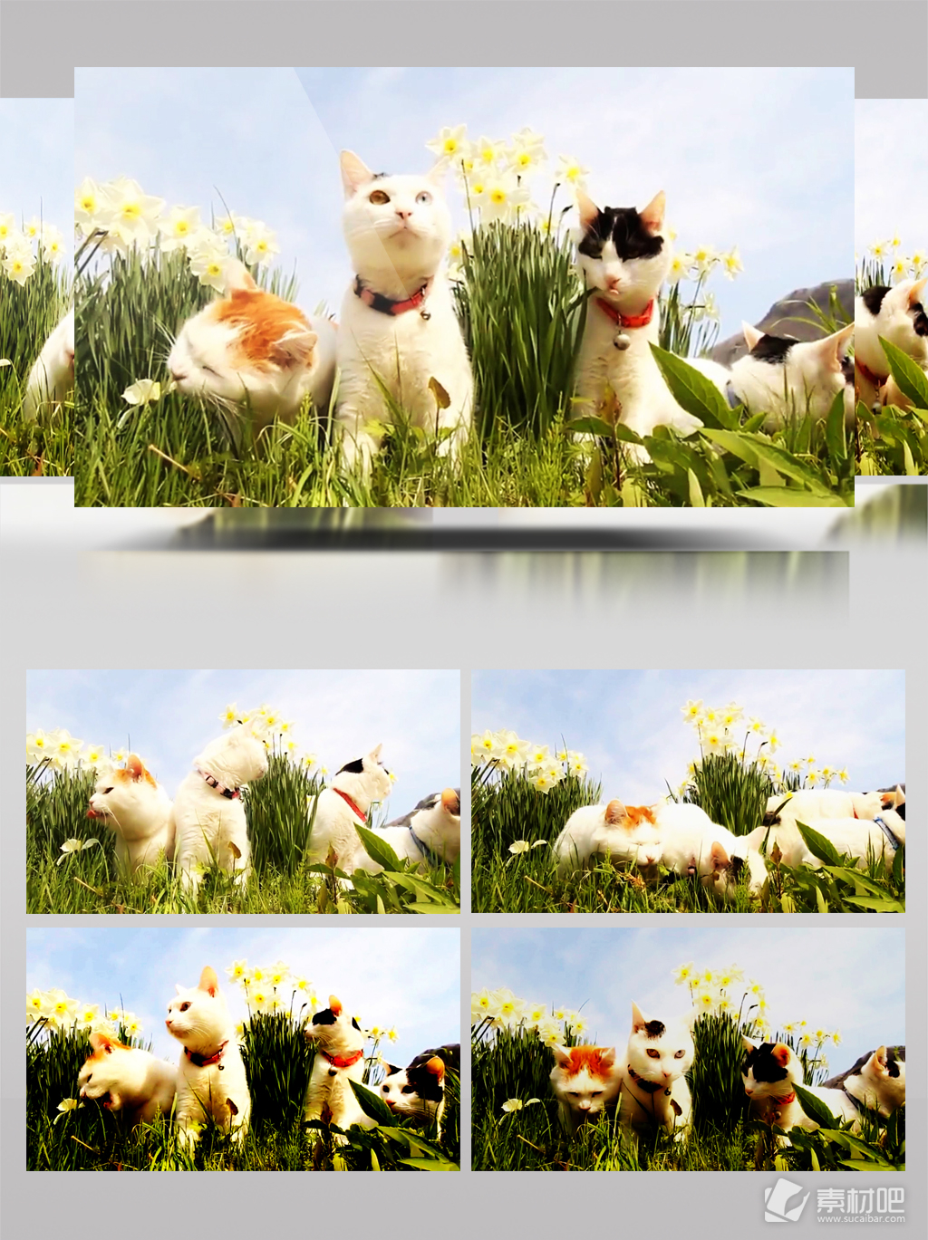 春天草地上觅食的四只小猫咪视频1080P