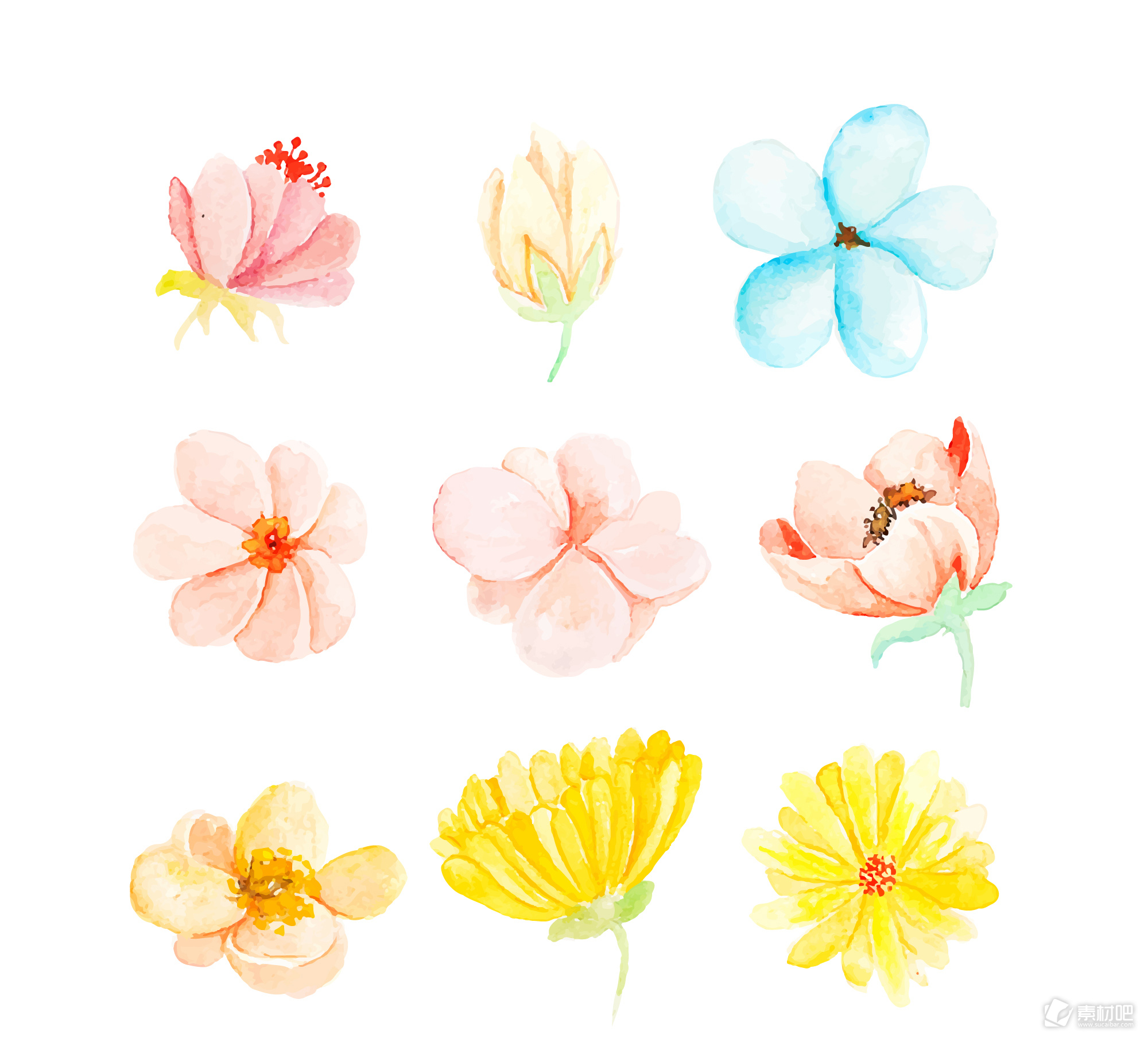 9朵植物花卉装饰素材