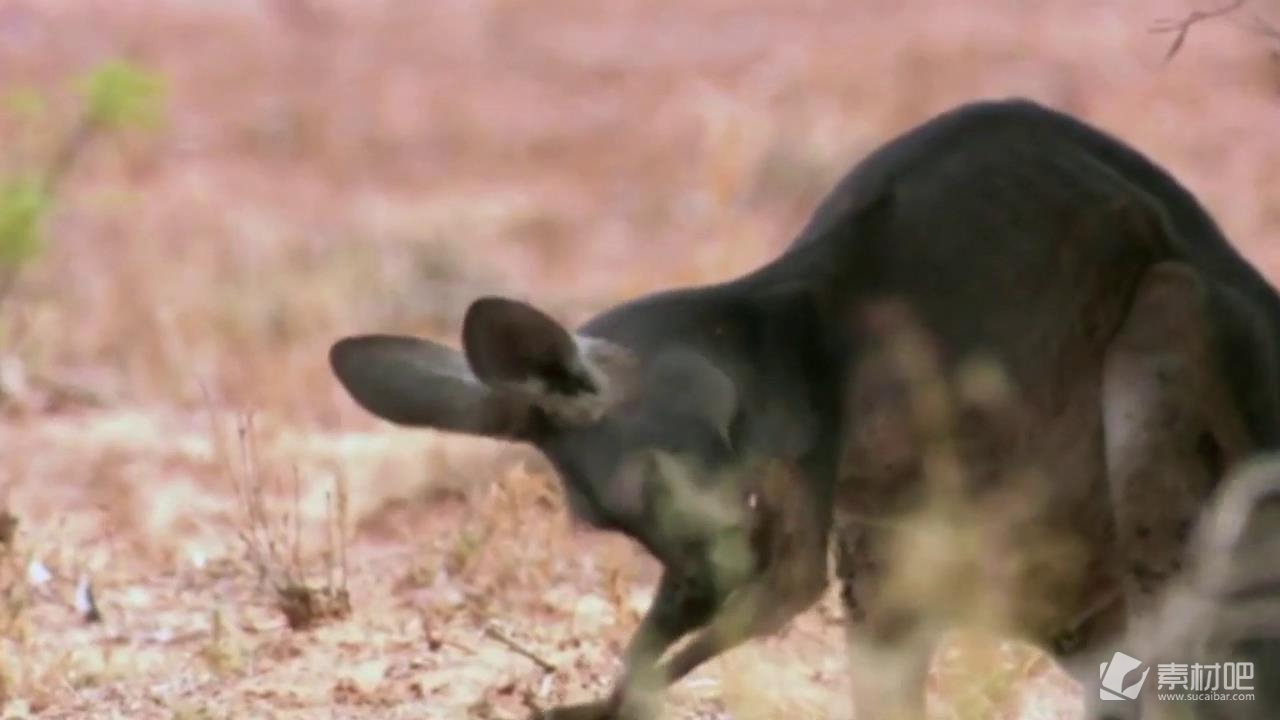 澳大利亚袋鼠热影像炎热夏季